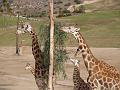 Giraffe Family-11